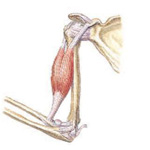 Kullanıcı avatarı